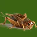 crickets