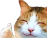 CattoThumbsUp CattoThumbsUp