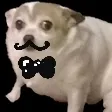 fancy_concerndoggo