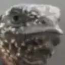 Smug_Lizard Smug_Lizard