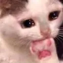 cattosob
