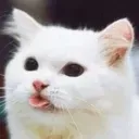 cat_tongue