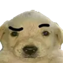 z_dogwithraisedeyebrow