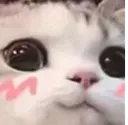 cat_owo cat_owo