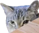 gato5