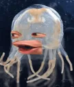 poggyfish