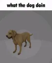 whatthedogdoin whatthedogdoin