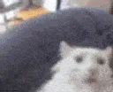 SussyCatFast
