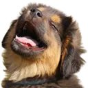 doglul