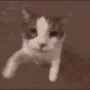 kisscat