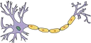 neuron