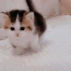 KittyWalk Discord emoji
