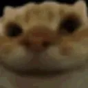 cat_nod