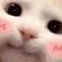 blushcat1