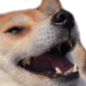 kekdoge