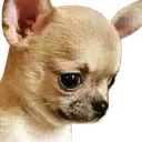 dog_selfreflect