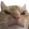 Catangry catangry Discord Emoji