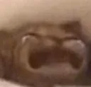 cat_cry