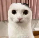 discemojiscaredcat