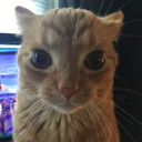 cat_nojao Discord emoji
