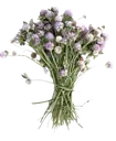 alore_soft5