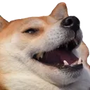 ShibeLaugh