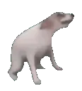 dogdance