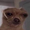 NHM_shet Discord emoji