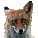 BagelFox BagelFox