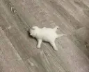 splapt