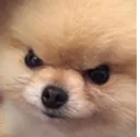 angrydog