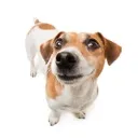 curiousdog Discord Emoji