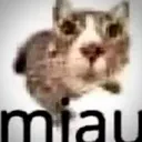 miau miau