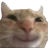 yeyCat