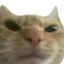 CatSus