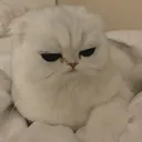 CattoGrumpy Discord Emoji