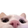 CatLurking CatLurking