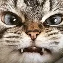 angrycatto