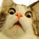 huwattcatto