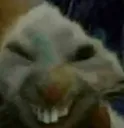 rat