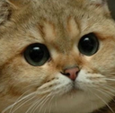 gg_CatStare Discord emoji