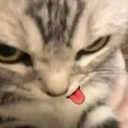 gatoenojao Discord emoji