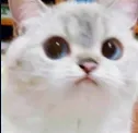 uhmwhat_phibi uhmwhat_phibi