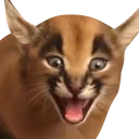 Shocked_Young_Floppa