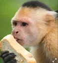 Bonobo