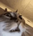 crazycatinsanecat