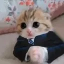 gatoserio