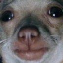 doginpain Discord emoji