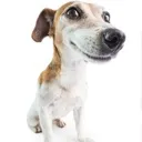 pero Discord Emoji