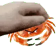 petcrab